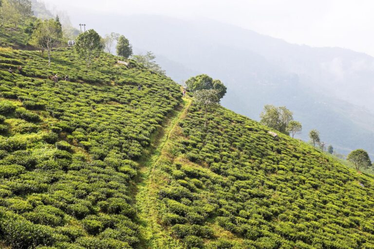 Darjeeling