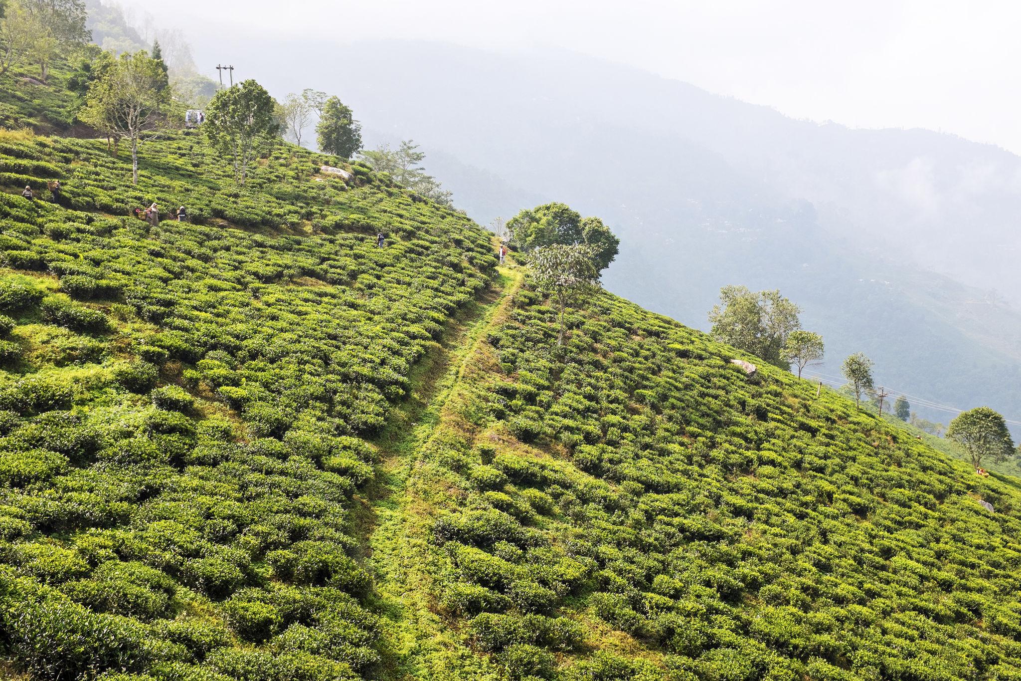 Darjeeling